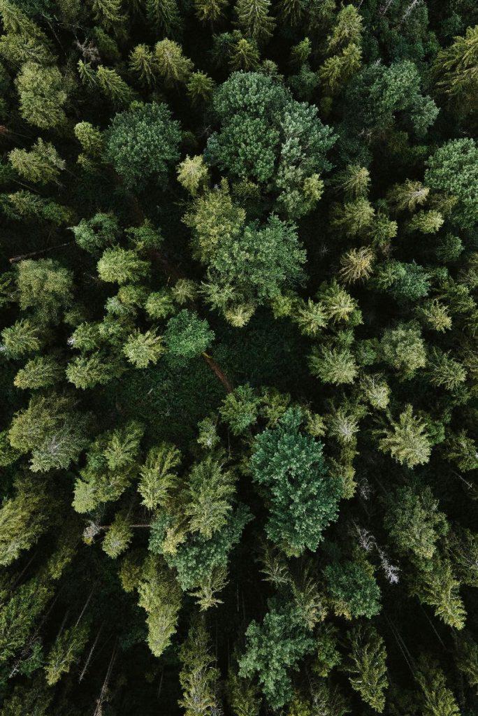 aerial view of forest