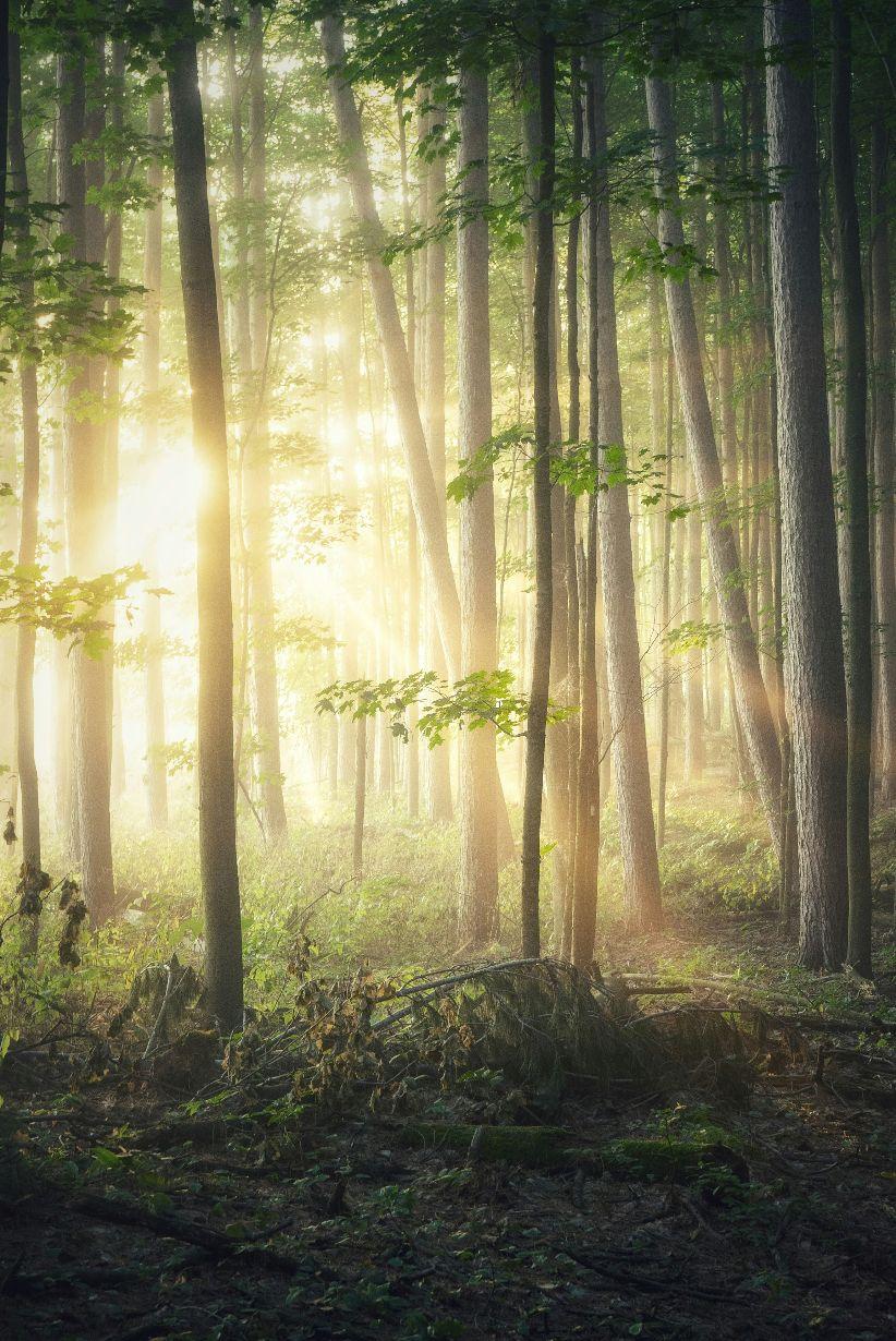 sunrise in the forest