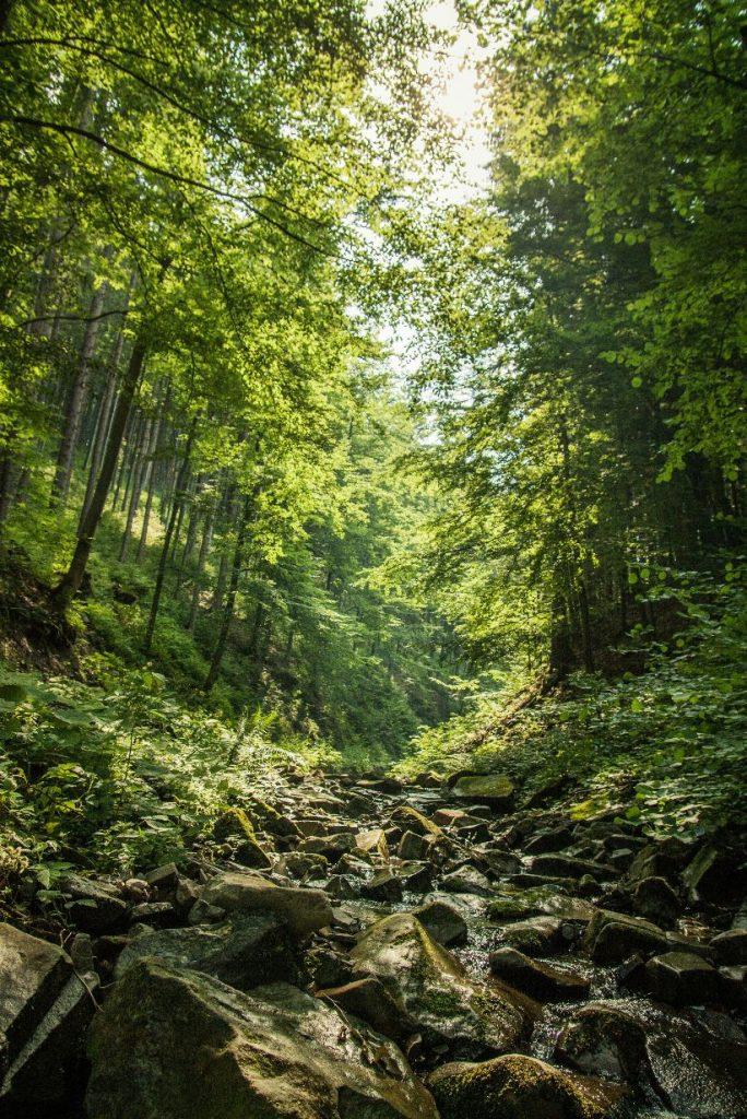 brook running through forest