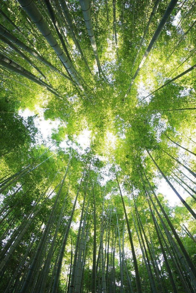 Kyoto's bamboo forest