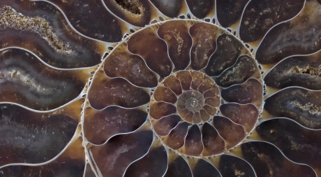 ammonite closeup